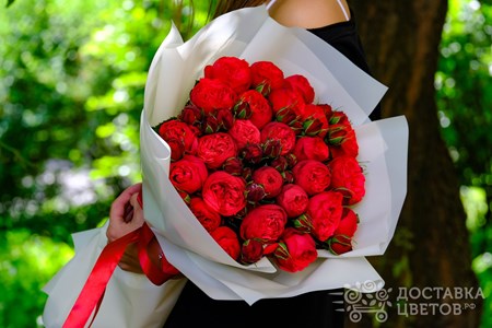 Букет из 25 пионовидных красных роз в пленке "Ред Пиано"